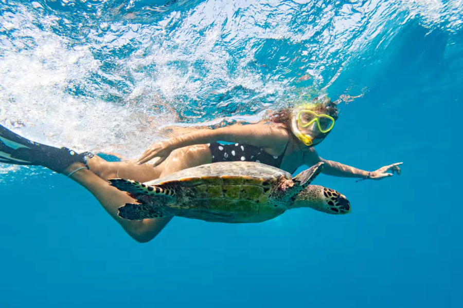 Snorkel com tartarugas no Mindelo