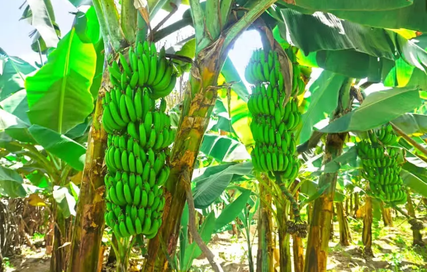 Visita a uma plantação de bananas + Aula de cozinha