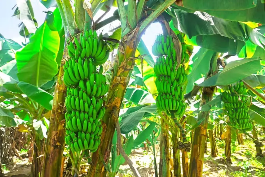 Visita a uma plantação de bananas + Aula de cozinha