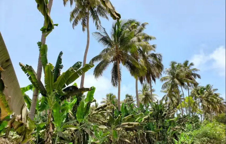 Visita a uma plantação de bananas + Aula de cozinha