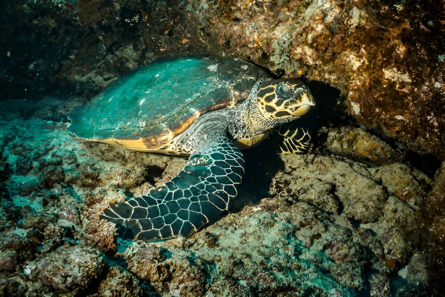 Snorkel com tartarugas no Mindelo