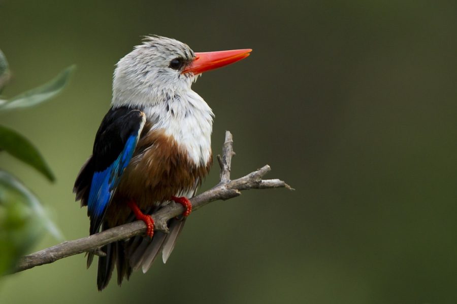 Observação de Aves